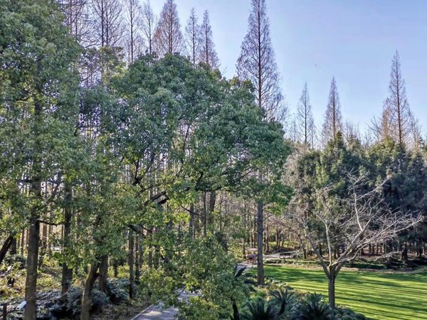 仕乐响应上海植物园水杉树认养长期支援计划