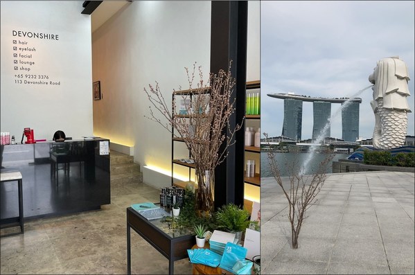 Left caption: Pre-blooming cherry blossoms displayed in a beauty salon Right caption: Pre-blooming cherry blossoms taken at Merlion Park