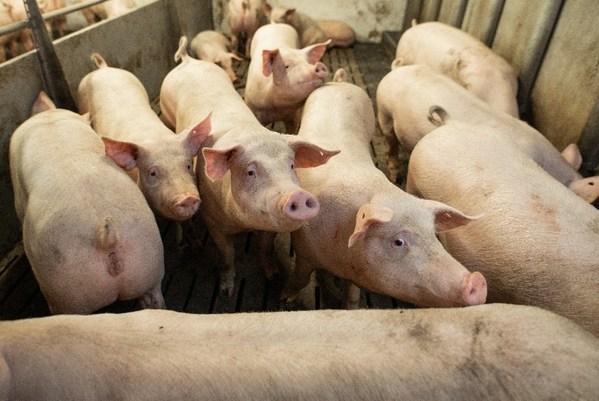 猪养殖场面临复杂的疾病问题