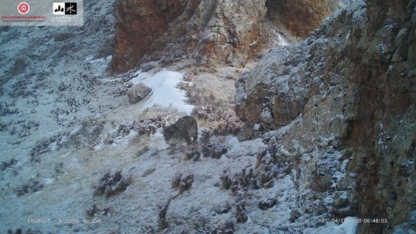 红外相机拍摄到的高原野生雪豹