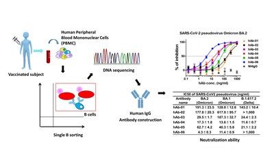 Taiwan's AcadeMab Develops Groundbreaking Therapy For COVID-19 Omicron ...