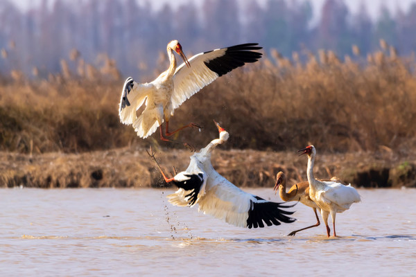 一群白鹤在鄱阳湖觅食