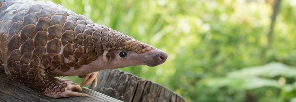 Video technology from Hikvision aids endangered pangolin populations