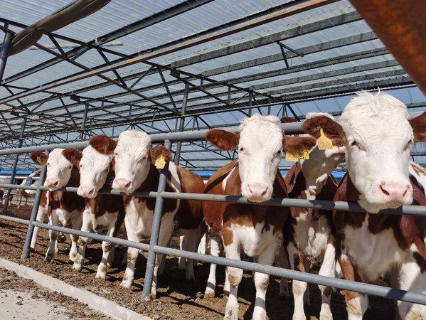 福成股份肉牛繁殖场已生产小牛4000头