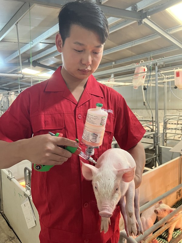 某猪场工作人员正在使用新型太空瓶装置为仔猪接种疫苗