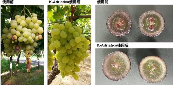 使用KAMAB 26卡马博26对新鲜葡萄的茎干坏死和浆果硬度的影响。