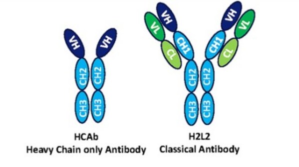 PNAS Published Preclinical Results of Harbour BioMed's Next-Generation Fully Human Heavy-chain Antibody Porustobart