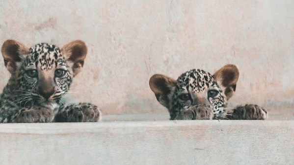 ROYAL COMMISSION FOR ALULA WELCOMES TWO ARABIAN LEOPARD CUBS