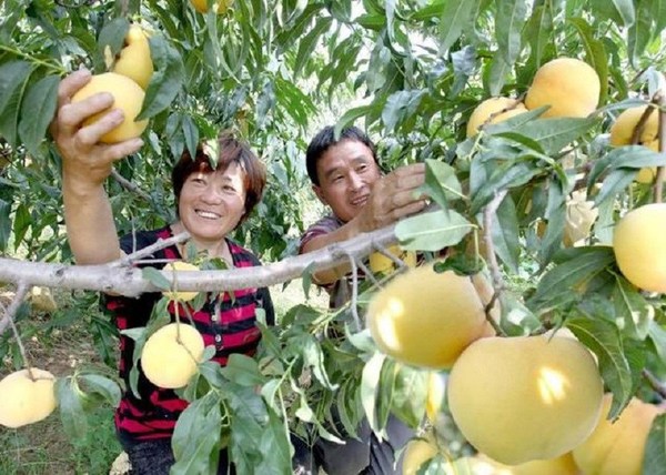 เกษตรกรสองคนกำลังเก็บลูกท้อในอำเภอเหมิงหยิน มณฑลซานตง [เอื้อเฟื้อภาพโดย Xinhua Silk Road]