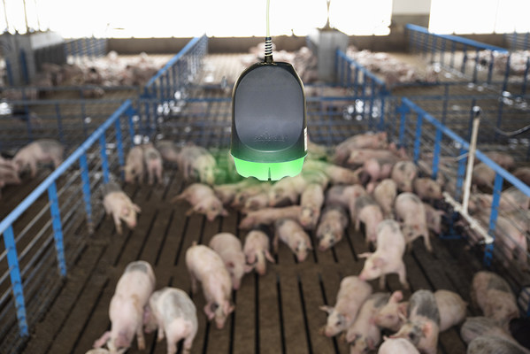 SoundTalks®（咳嗽管家）全天候智能监测猪只呼吸道疾病