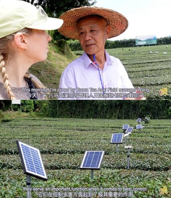 Bama Tea Showcases How New Technology is Refreshing the Chinese Tea Industry in Trending Video