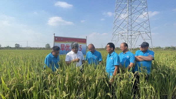 图为农业专家向参加活动的代表介绍节水抗旱稻。