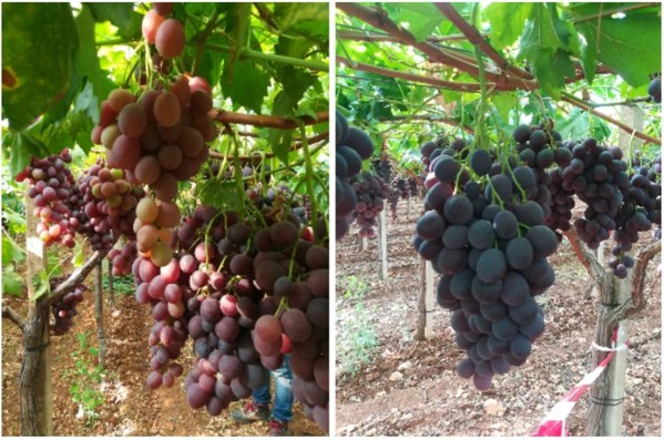 鲜食葡萄之红地球葡萄品种施用 PHARMAMIN M 的效果