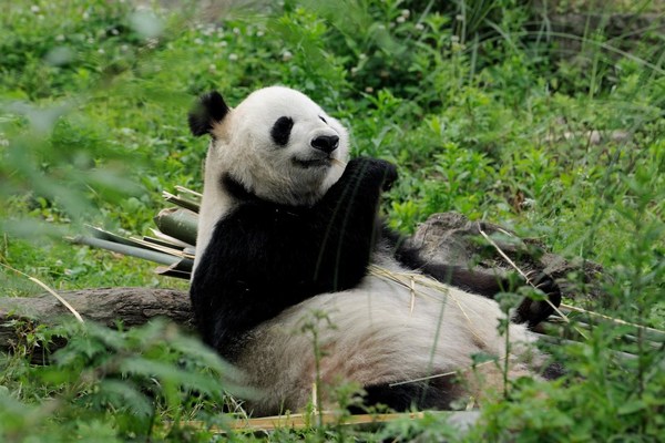 A habitat for giant pandas, Dujiangyan is among the list of the World Natural Heritage