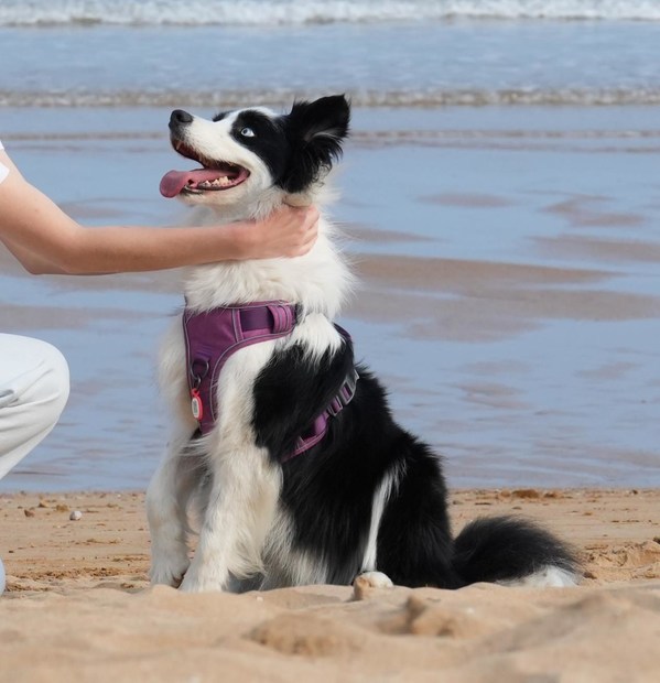 PAWAii Dog Harness A New Way to Walk Your Dog Without Fear of Loss
