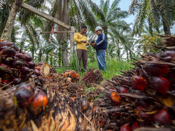 Through a multi-stakeholders collaboration, GAR roll out an upskilling programme for 4,000 smallholders Leuser Ecosystem area in Aceh and North Sumatera to achieve the ISPO and RSPO certification standards.