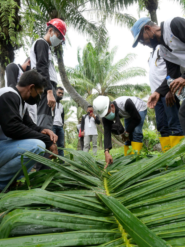Sawit Terampil项目支持独立的棕榈油小农遵循可持续发展标准。