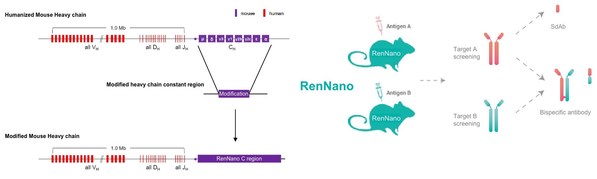 图2. RenNano®基因改造策略与使用方案