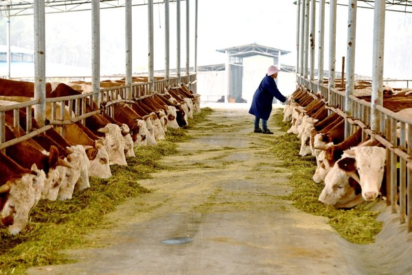 Xincheng County: Great cattle industry makes rural revitalization greater