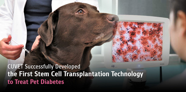 CUVET가 반려동물 당뇨병 치료를 위한 최초의 줄기세포 이식 기술을 개발하는 데 성공했다.