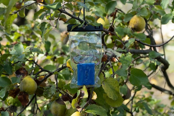 Sebuah perangkat "edge" AudioMoth dipasang di perkebunan buah
