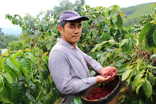 星巴克十年如一日地帮助云南咖农种出好咖啡