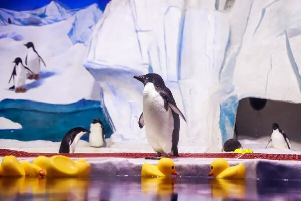 天津极地海洋公园企鹅