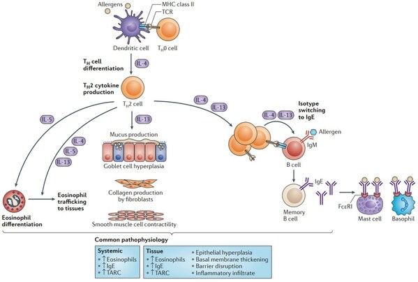 图1 Th2细胞介导的2型免疫反应中，IL-4/13通路处于中枢位置