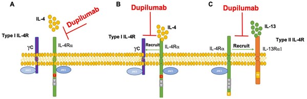 图2 Dupilumab靶向IL-4Rα的潜在作用机制