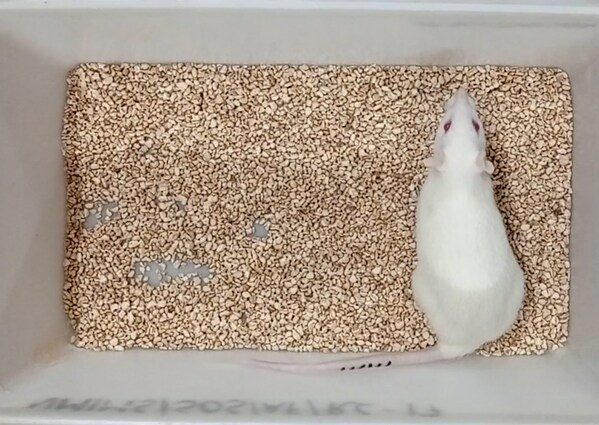 最年长的实验大鼠指明了回春路