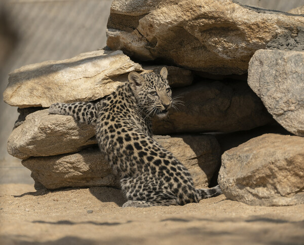 Arabian Leopards are seen at the Royal Commission for AlUla's Arabian Leopard Breeding Centre in Taif, Saudi Arabia. Four cubs have been born at the breeding centre within the past two years. David Chancellor / RCU