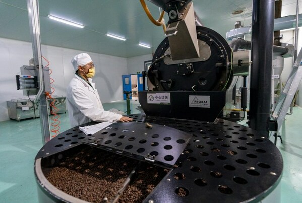 普洱市一家咖啡公司的员工在烘焙咖啡豆生产线上工作。