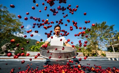 中国南西部雲南省のプーアル市でコーヒーの実を乾燥させるコーヒー生産者