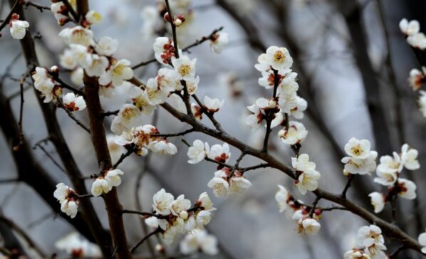 Xinhua Silk Road: Plum blossoms in full bloom in E. China's Shandong Zaozhuang