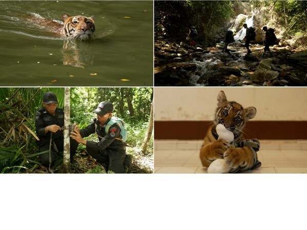 CNN's Mission Tiger spotlights the conservation heroes reversing the threats tigers face