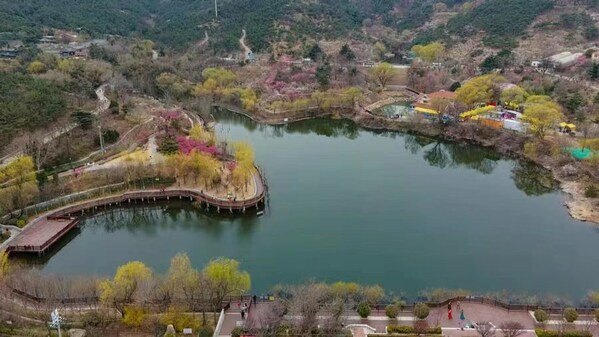 Qingdao's Licang district boasts a stunning 53-hectare plum blossom garden, surrounded by breathtaking natural landscapes.