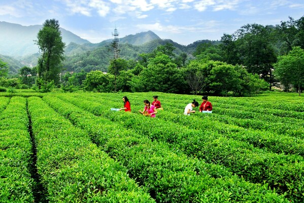 Photo shows a tea garden in Yangba Town, Kangxian County, Longnan City in northwest China's Gansu Province.