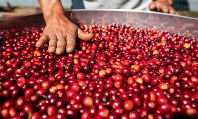 写真では、雲南省の普ジにあるYatang Valley Coffee Farmで生産者が収穫済みのコーヒーの実を選別している様子が見られます