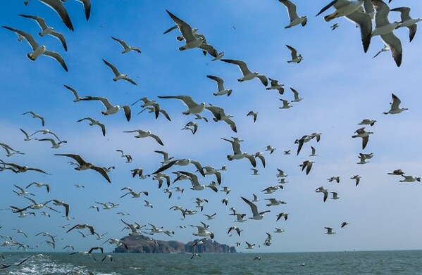 Xinhua Silk Road: Rongcheng City in east China sees over 40,000 black-tailed gulls