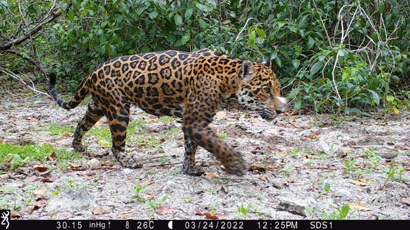 Dengan dukungan Huawei Cloud dan kecerdasan buatan, para pakar mengidentifikasi setidaknya lima ekor jaguar di kawasan cagar alam Dzilam, Yucatan.