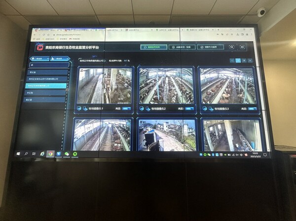 Guizhou farmers use big data technology to "raise cattle". (Source: Eye News of Guizhou Daily)