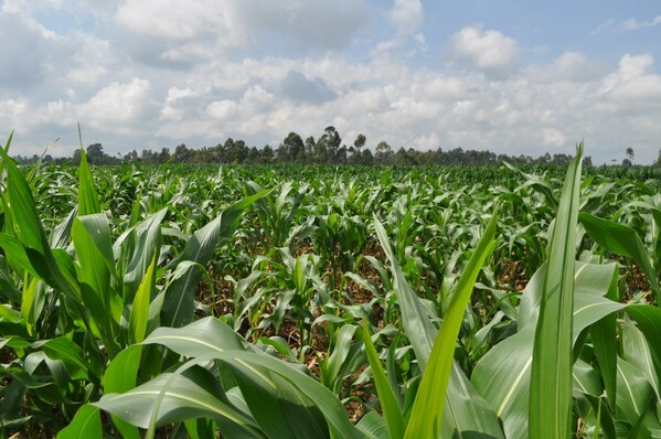 雅苒在山东德州开展玉米种植减碳实践