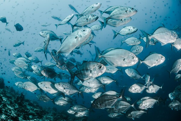罗莱夏朵世界海洋日行动将服务于海产的可持续捕捞
