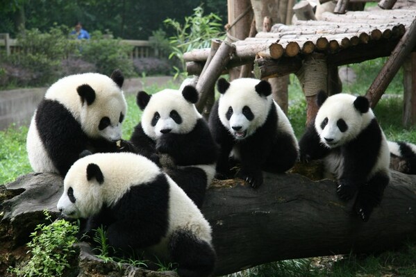 成都大熊貓繁育研究基地內的熊貓