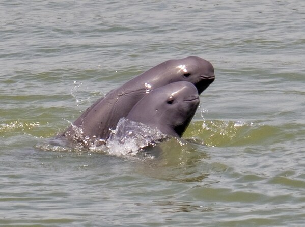 A Chinese river dolphin and her baby. Yang He / For China Daily