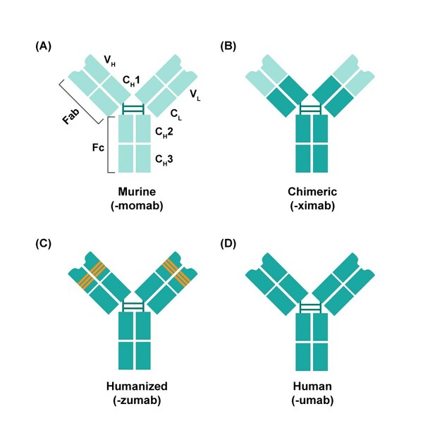 图2. 不同人源化程度的抗体结构示意图（来源：Luet al. Journal of Biomedical Science. 2020）