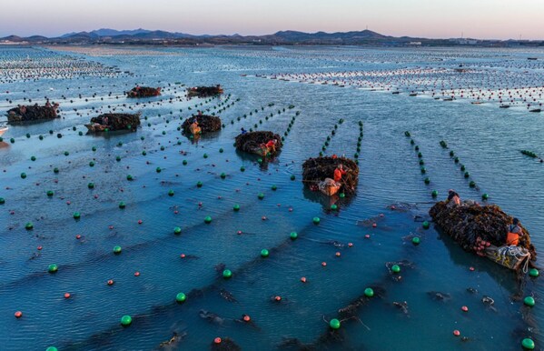 Photo shows fishermen harvesting kelp in Rongcheng, east China's Shandong Province.