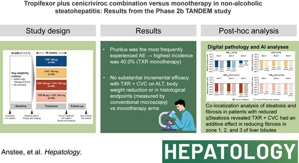 TANDEM study shows potential of HistoIndex SHG/TPE imaging and AI-based technology in evaluating the effects of combination therapy for NASH