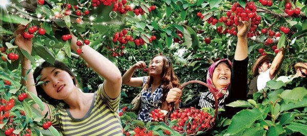 중국 동부 산둥성 웨이하이시의 원덩구에 있는 쿤위산에서 관광객들이 체리를 수확하고 있다.