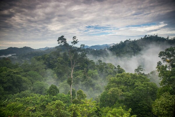 Mist rising over the forest in Borneo, Indonesia. © Nick Hall